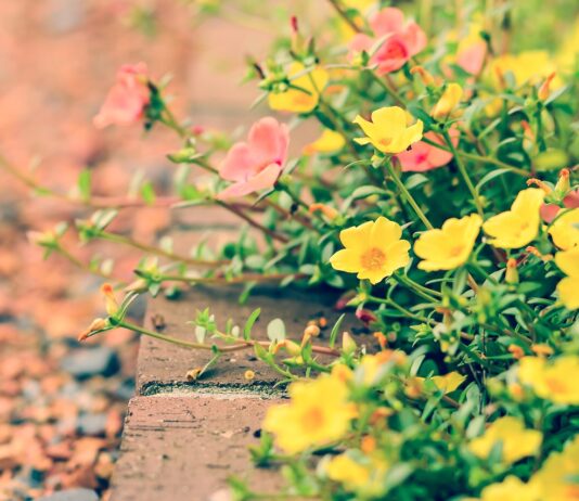 Jak stworzyć ogród warstwowy na niewielkiej działce