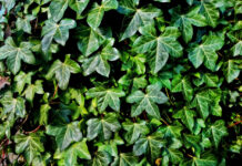 Rośliny wokół domku drewnianego – jakich unikać, aby nie zniszczyć drewna? Rośliny wokół domku drewnianego – jakich unikać, aby nie zniszczyć drewna?